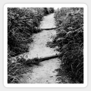 Dirt path between the tall grass Sticker